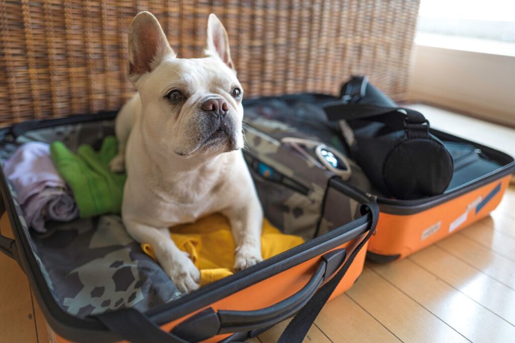 A French bulldog sits on a packed orange suitcase.